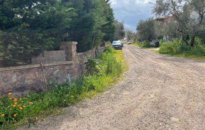 C21 Bal'dan Balıkesir Ayvalık Küçükköy’de Satılık Zeytinlik