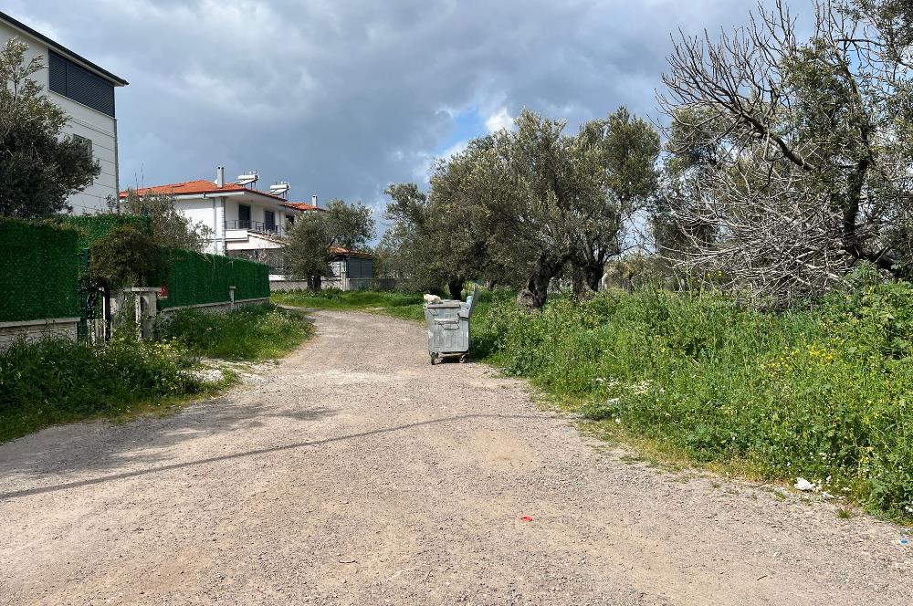 C21 Bal'dan Balıkesir Ayvalık Küçükköy’de Satılık Zeytinlik