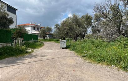 C21 Bal'dan Balıkesir Ayvalık Küçükköy’de Satılık Zeytinlik