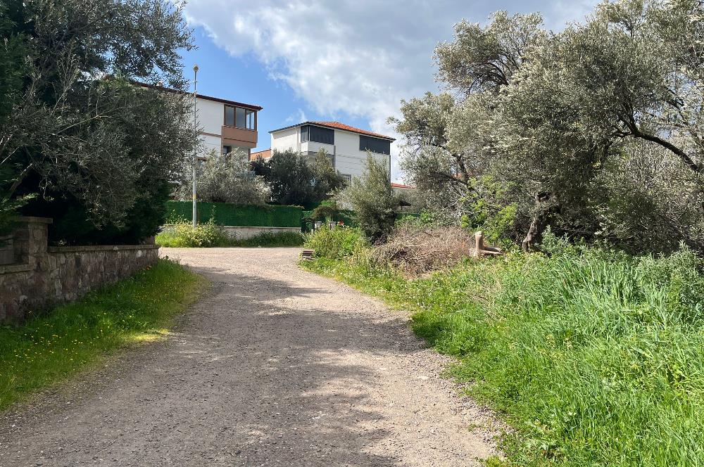 C21 Bal'dan Balıkesir Ayvalık Küçükköy’de Satılık Zeytinlik