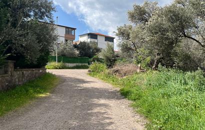 C21 Bal'dan Balıkesir Ayvalık Küçükköy’de Satılık Zeytinlik