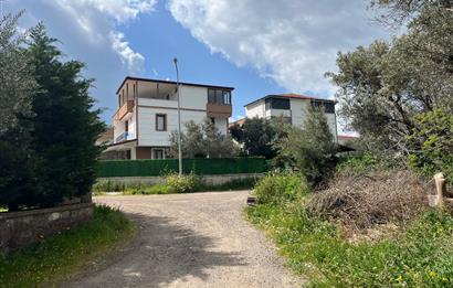 C21 Bal'dan Balıkesir Ayvalık Küçükköy’de Satılık Zeytinlik