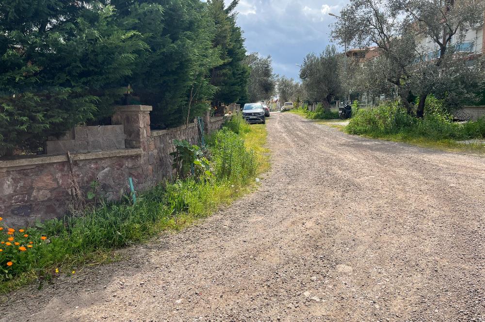 C21 Bal'dan Balıkesir Ayvalık Küçükköy’de Satılık Zeytinlik