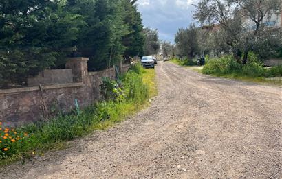 C21 Bal'dan Balıkesir Ayvalık Küçükköy’de Satılık Zeytinlik