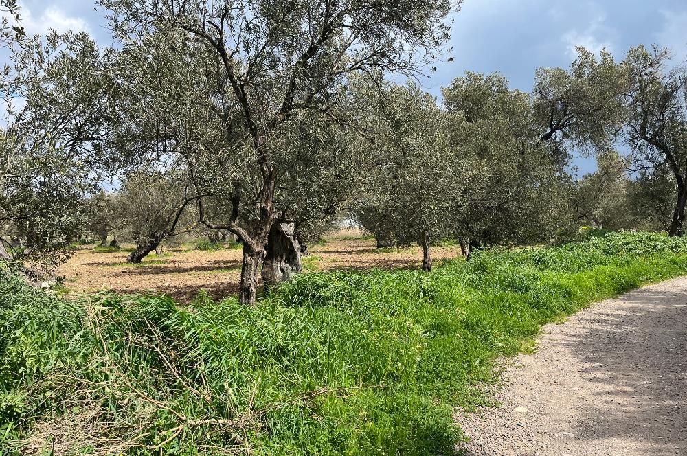 C21 Bal'dan Balıkesir Ayvalık Küçükköy’de Satılık Zeytinlik