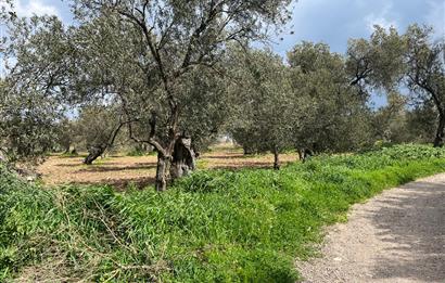 C21 Bal'dan Balıkesir Ayvalık Küçükköy’de Satılık Zeytinlik