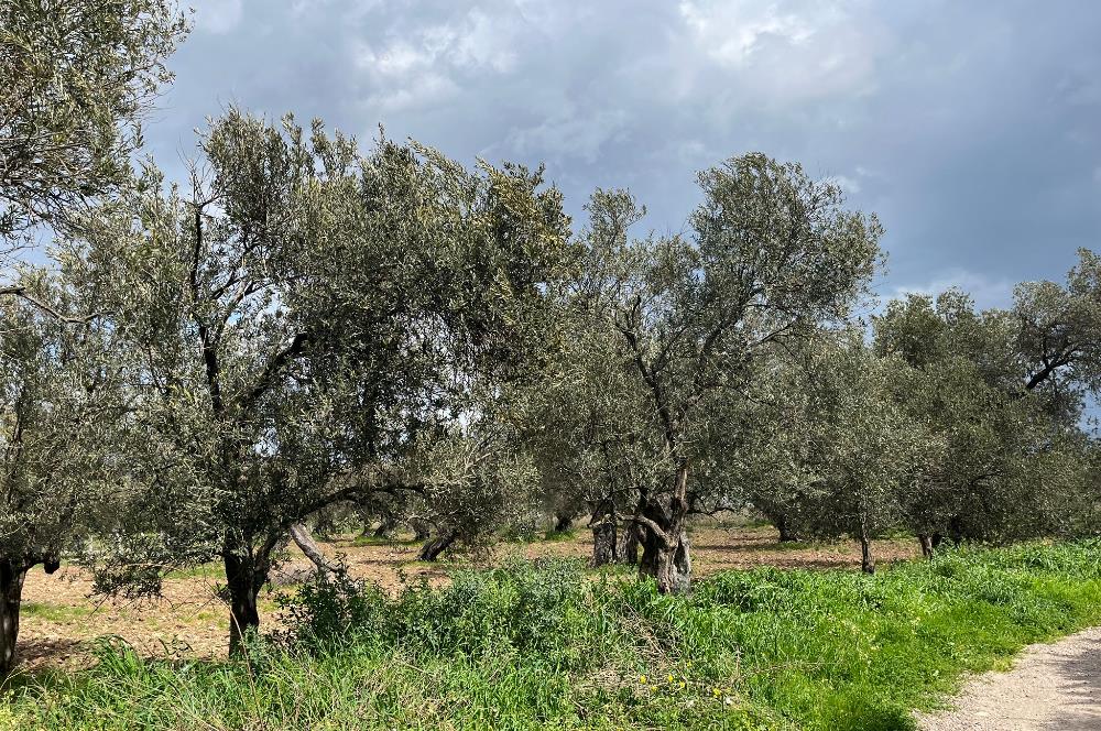 C21 Bal'dan Balıkesir Ayvalık Küçükköy’de Satılık Zeytinlik