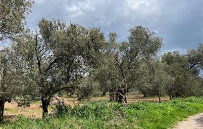 C21 Bal'dan Balıkesir Ayvalık Küçükköy’de Satılık Zeytinlik