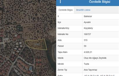 C21 Bal'dan Balıkesir Ayvalık Küçükköy’de Satılık Zeytinlik