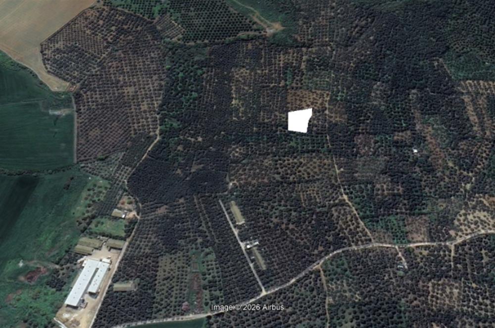 Century 21 Bal'dan Bandırma Edincik Mahallesinde Satılık Zeytinlik