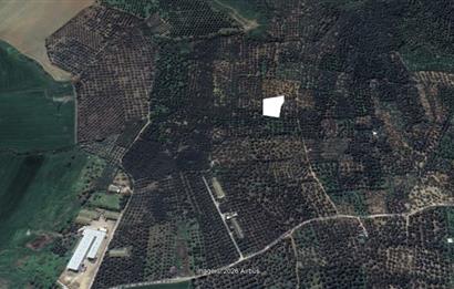 Century 21 Bal'dan Bandırma Edincik Mahallesinde Satılık Zeytinlik