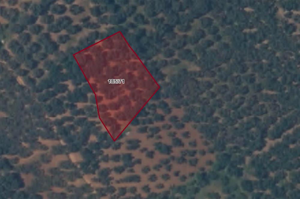 Century 21 Bal'dan Bandırma Edincik Mahallesinde Satılık Zeytinlik