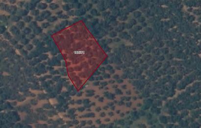 Century 21 Bal'dan Bandırma Edincik Mahallesinde Satılık Zeytinlik