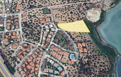 C21 Bal'dan Balıkesir Ayvalık Küçükköy’de Satılık Zeytinlik