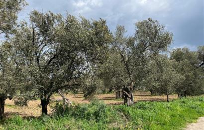 C21 Bal'dan Balıkesir Ayvalık Küçükköy’de Satılık Zeytinlik