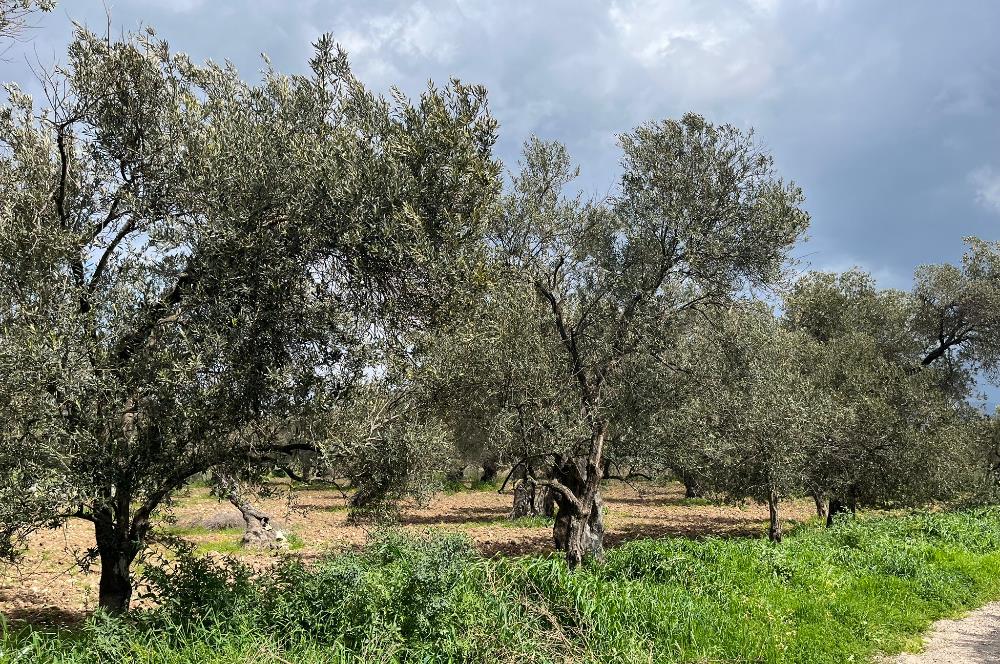 C21 Bal'dan Balıkesir Ayvalık Küçükköy’de Satılık Zeytinlik