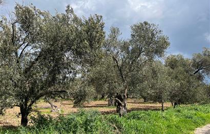 C21 Bal'dan Balıkesir Ayvalık Küçükköy’de Satılık Zeytinlik