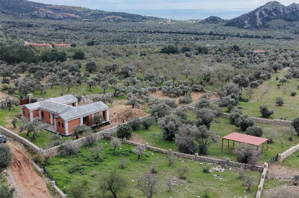 Datça Yaka Köy'de Deniz Manzaralı Yolu Olan 935 m2 Zeytinlik