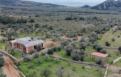 Datça Yaka Köy'de Deniz Manzaralı Yolu Olan 935 m2 Zeytinlik