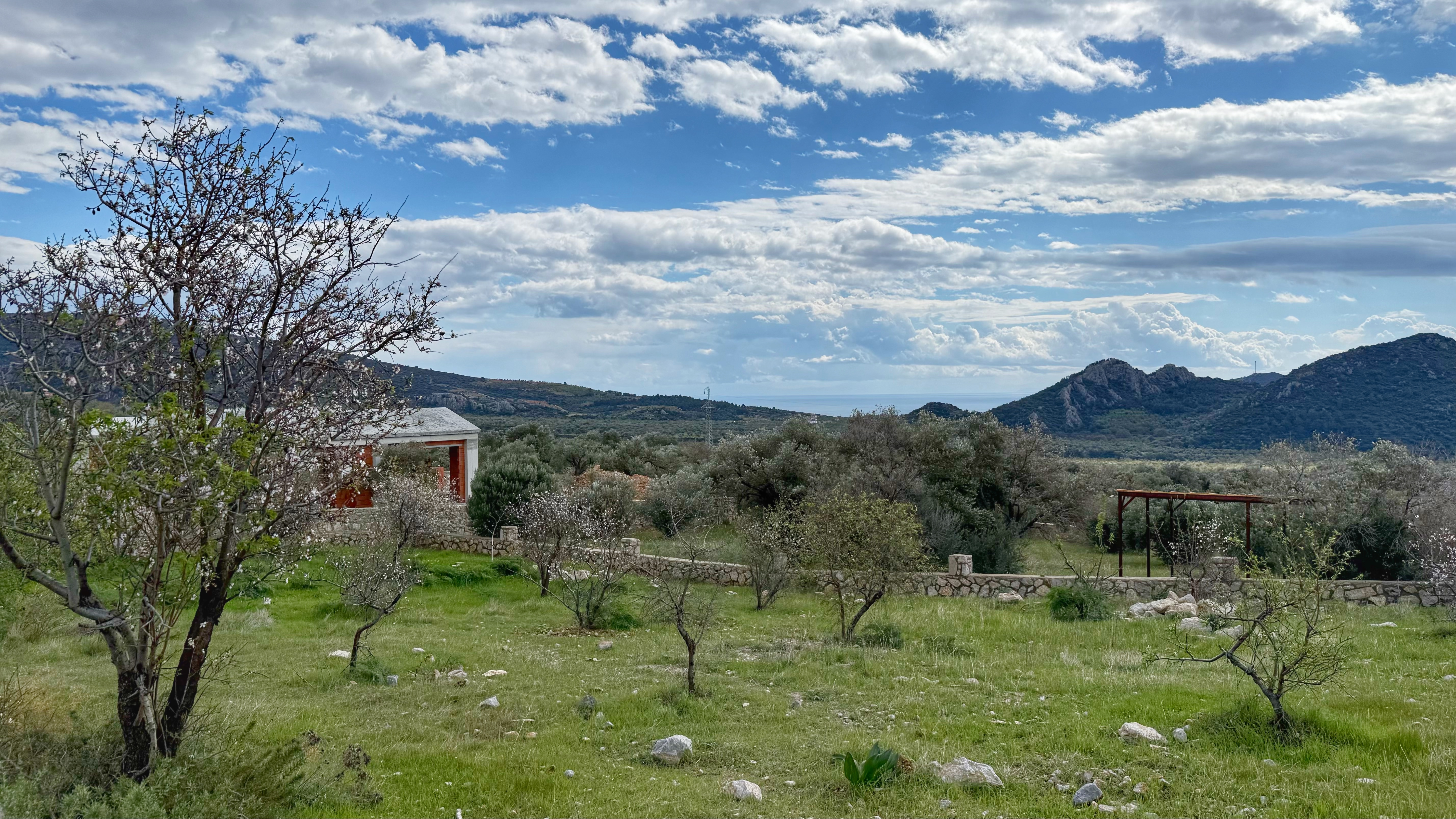 Datça Yaka Köy'de Deniz Manzaralı Yolu Olan 935 m2 Zeytinlik