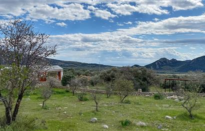 Datça Yaka Köy'de Deniz Manzaralı Yolu Olan 935 m2 Zeytinlik