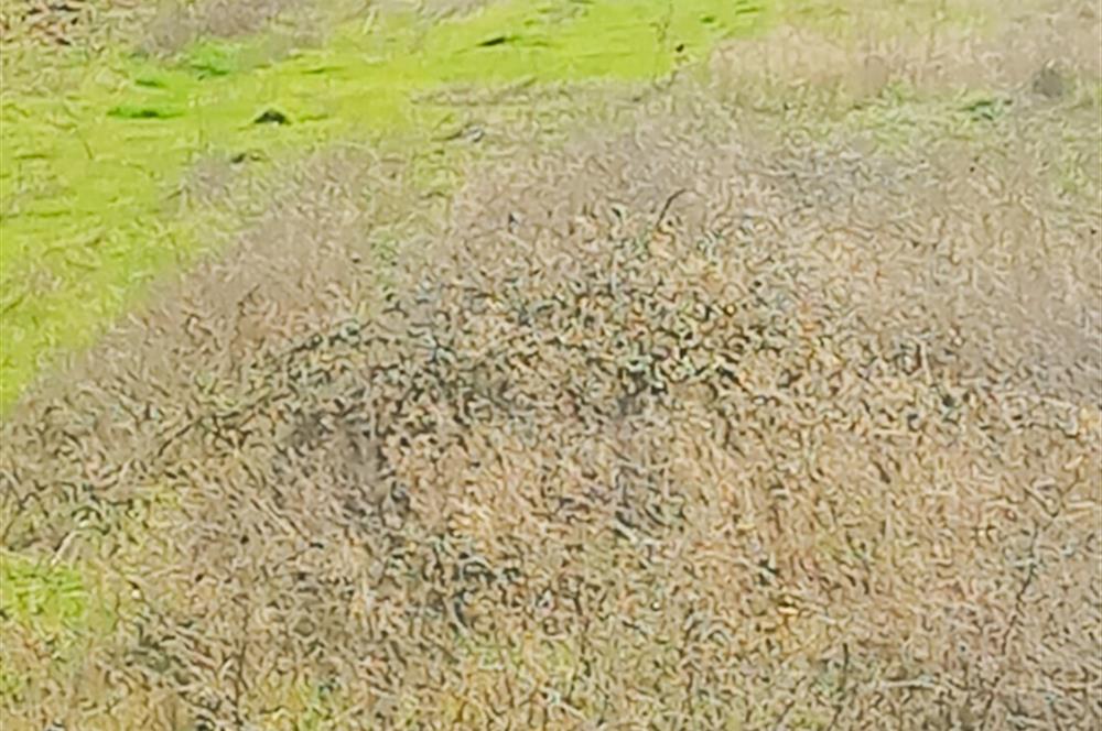 C21 LOCA GÖKÇEYAZI'DA HOBİ BAHÇESİNE UYGUN SÜPER TARLA