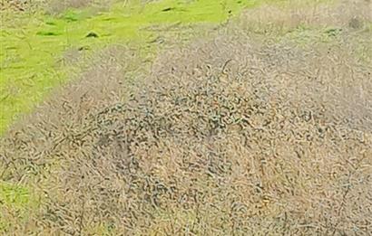 C21 LOCA GÖKÇEYAZI'DA HOBİ BAHÇESİNE UYGUN SÜPER TARLA