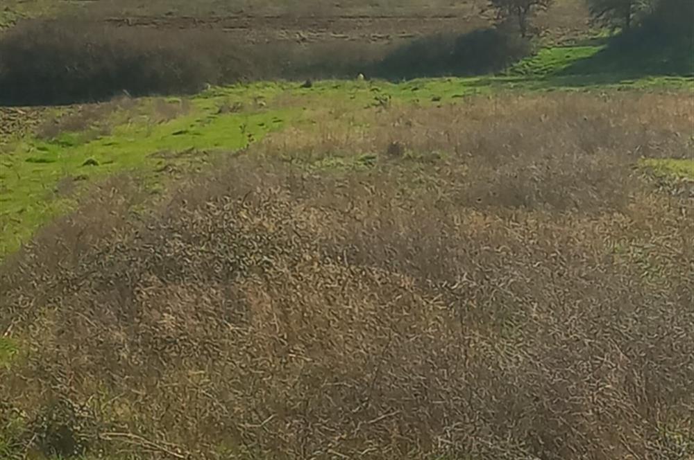 C21 LOCA GÖKÇEYAZI'DA HOBİ BAHÇESİNE UYGUN SÜPER TARLA