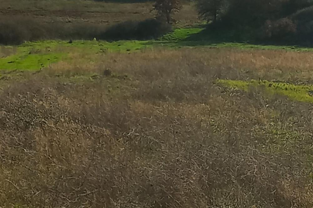 C21 LOCA GÖKÇEYAZI'DA HOBİ BAHÇESİNE UYGUN SÜPER TARLA