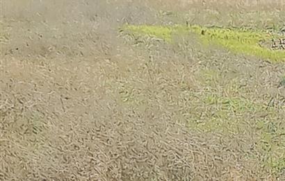 C21 LOCA GÖKÇEYAZI'DA HOBİ BAHÇESİNE UYGUN SÜPER TARLA