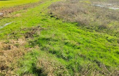 C21 LOCA GÖKÇEYAZI'DA HOBİ BAHÇESİNE UYGUN SÜPER TARLA