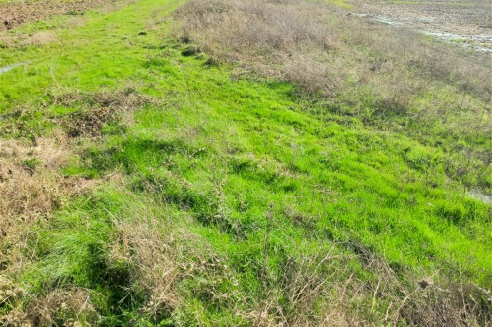 C21 LOCA GÖKÇEYAZI'DA HOBİ BAHÇESİNE UYGUN SÜPER TARLA