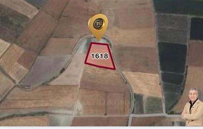 C21 LOCA'DAN ALTIEYLÜL YENİCE SATILIK TARLA