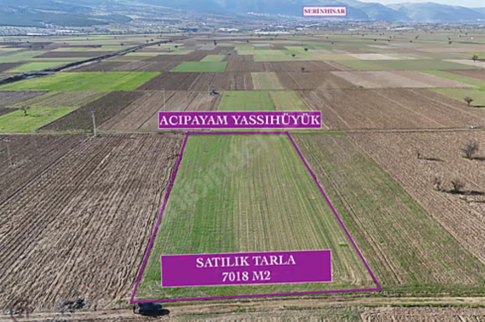C21 LOFT'TAN,ACIPAYAM YASSIHÜYÜK'TE, 7018 M² SATILIK TARLA