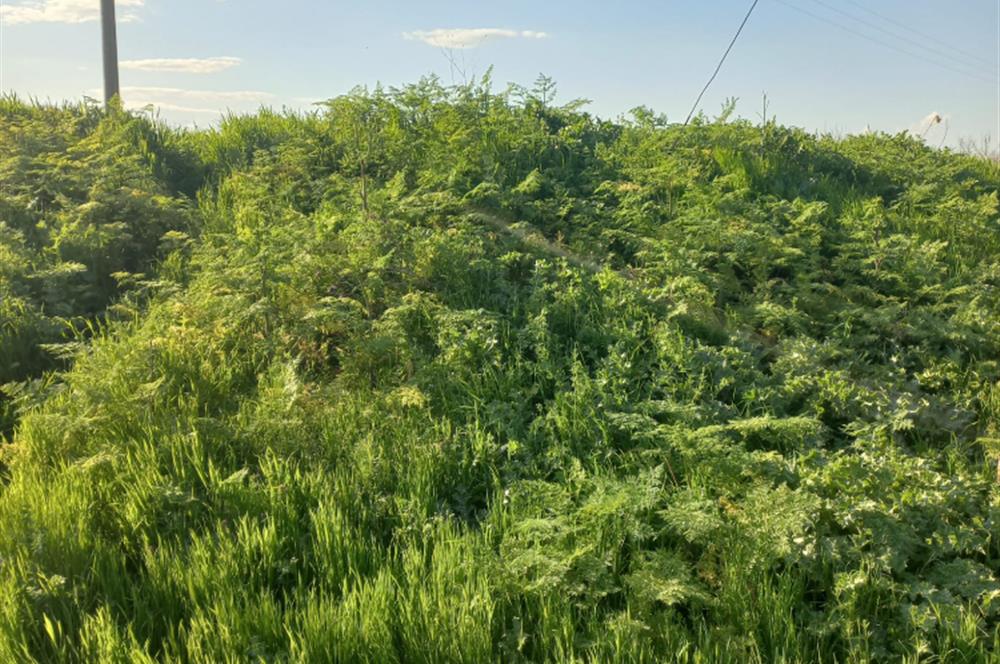 C.21 LOCA ALTIEYLÜL PAŞAKÖY MAH.SATILIK 4664 M2 FIRSAT ARSA