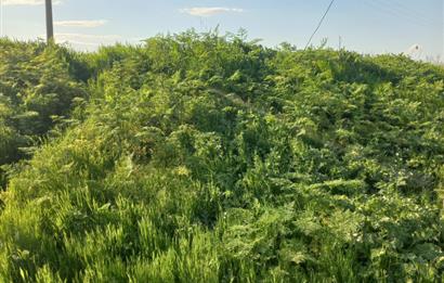 C.21 LOCA ALTIEYLÜL PAŞAKÖY MAH.SATILIK 4664 M2 FIRSAT ARSA