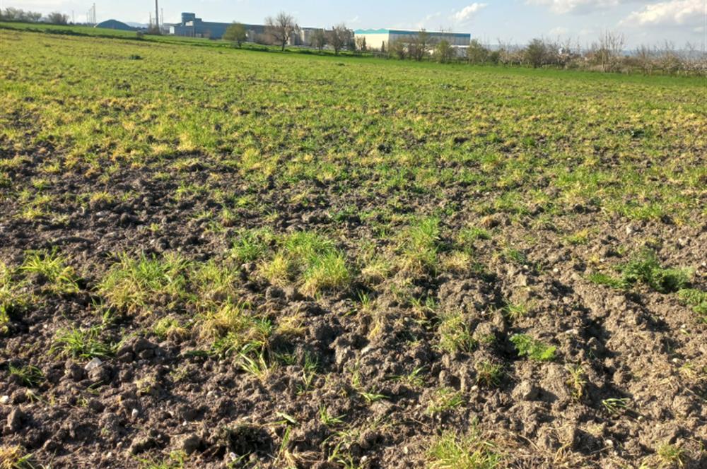 C.21 LOCA ALTIEYLÜL PAŞAKÖY MAH.SATILIK 4664 M2 FIRSAT ARSA