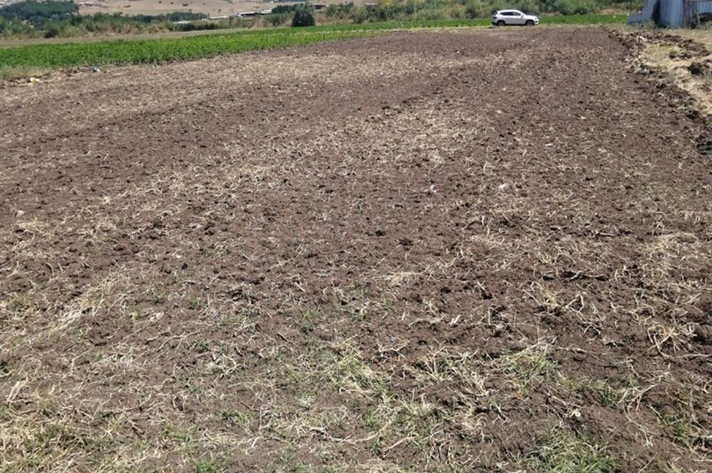 C21 BAL'DAN KARESİ KOCAAVŞAR MAH.DE SATILIK 1177 M2 TARLA