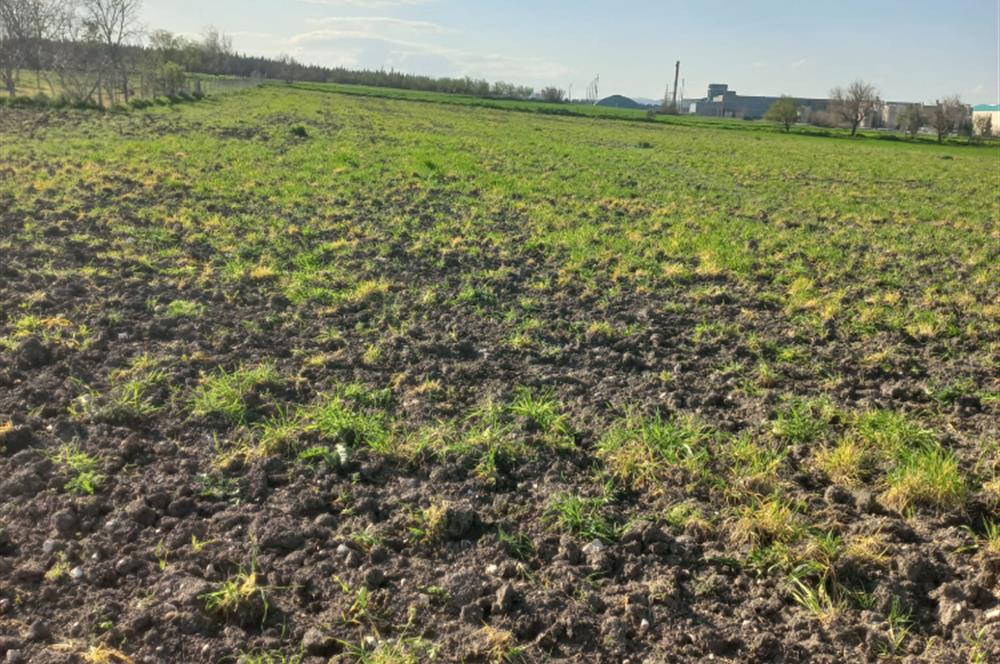 C.21 LOCA ALTIEYLÜL PAŞAKÖY MAH.SATILIK 4664 M2 FIRSAT ARSA