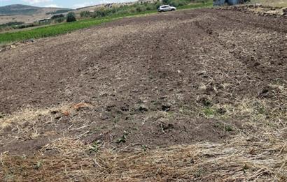 C21 BAL'DAN KARESİ KOCAAVŞAR MAH.DE SATILIK 1177 M2 TARLA