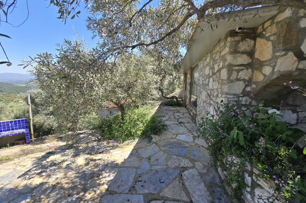 Milas Kuzyaka'da Altyapılı Satılık Yatırımlık Zeytinlik