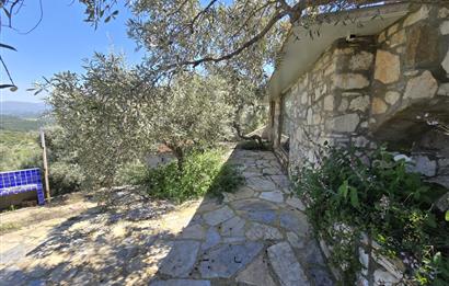 Milas Kuzyaka'da Altyapılı Satılık Yatırımlık Zeytinlik