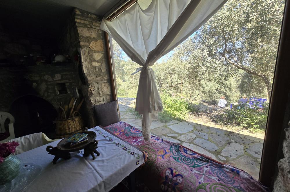 Milas Kuzyaka'da Altyapılı Satılık Yatırımlık Zeytinlik