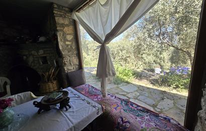 Milas Kuzyaka'da Altyapılı Satılık Yatırımlık Zeytinlik