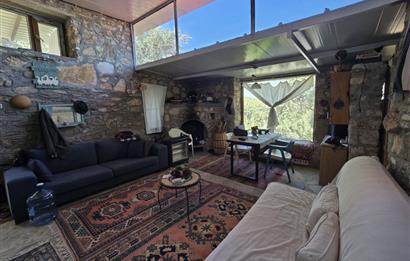 Milas Kuzyaka'da Altyapılı Satılık Yatırımlık Zeytinlik