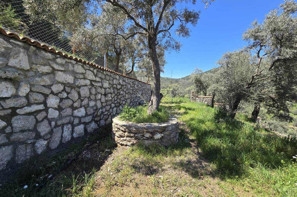 Milas Kuzyaka'da Altyapılı Satılık Yatırımlık Zeytinlik