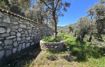 Milas Kuzyaka'da Altyapılı Satılık Yatırımlık Zeytinlik