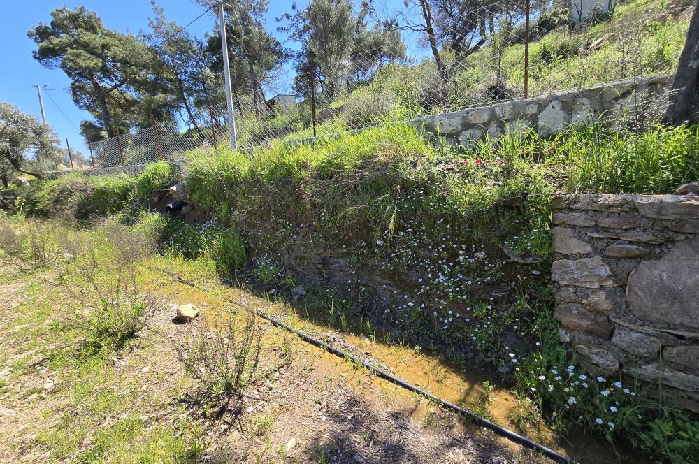 Milas Kuzyaka'da Altyapılı Satılık Yatırımlık Zeytinlik