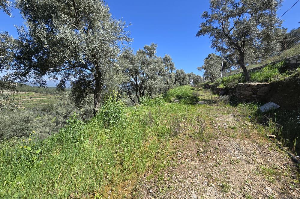 Milas Kuzyaka'da Altyapılı Satılık Yatırımlık Zeytinlik