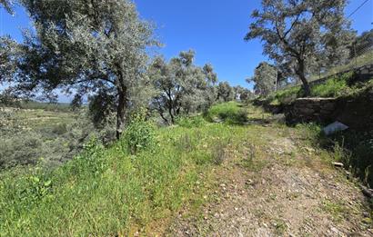 Milas Kuzyaka'da Altyapılı Satılık Yatırımlık Zeytinlik